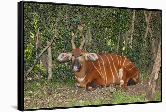 An endangered African bongo.-Larry Richardson-Framed Stretched Canvas