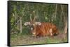 An endangered African bongo.-Larry Richardson-Framed Stretched Canvas