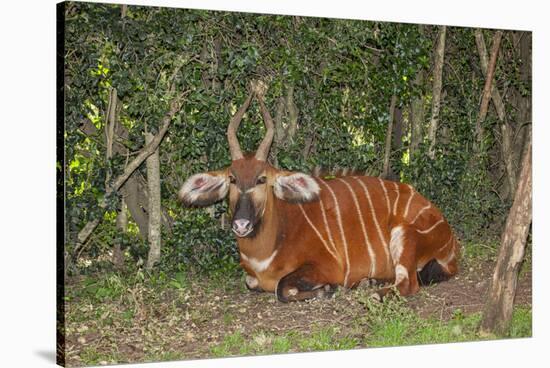 An endangered African bongo.-Larry Richardson-Stretched Canvas