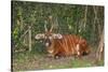 An endangered African bongo.-Larry Richardson-Stretched Canvas