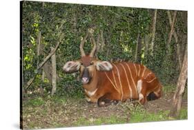 An endangered African bongo.-Larry Richardson-Stretched Canvas