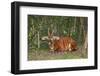 An endangered African bongo.-Larry Richardson-Framed Photographic Print