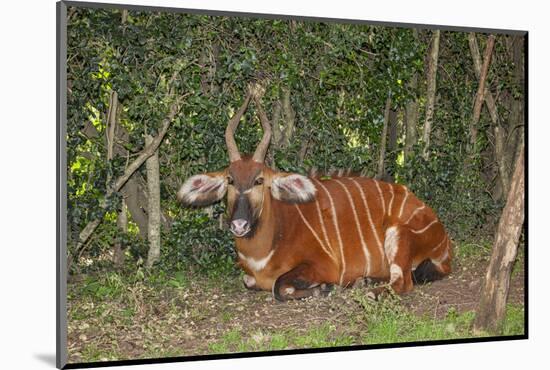 An endangered African bongo.-Larry Richardson-Mounted Photographic Print