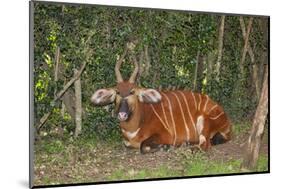 An endangered African bongo.-Larry Richardson-Mounted Photographic Print