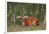 An endangered African bongo.-Larry Richardson-Framed Photographic Print