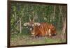 An endangered African bongo.-Larry Richardson-Framed Photographic Print