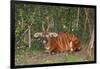 An endangered African bongo.-Larry Richardson-Framed Photographic Print