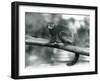 An Endangered Coquerel's Giant Mouse Lemur/Coquerel's Dwarf Lemur/Southern Giant Mouse Lemur, Resti-Frederick William Bond-Framed Giclee Print