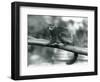 An Endangered Coquerel's Giant Mouse Lemur/Coquerel's Dwarf Lemur/Southern Giant Mouse Lemur, Resti-Frederick William Bond-Framed Giclee Print