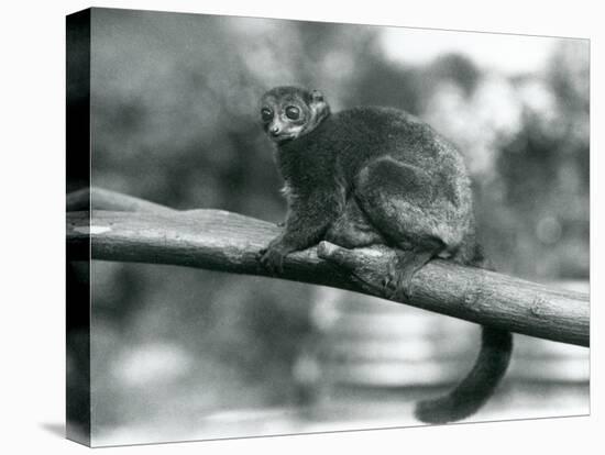 An Endangered Coquerel's Giant Mouse Lemur/Coquerel's Dwarf Lemur/Southern Giant Mouse Lemur, Resti-Frederick William Bond-Stretched Canvas