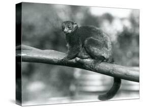 An Endangered Coquerel's Giant Mouse Lemur/Coquerel's Dwarf Lemur/Southern Giant Mouse Lemur, Resti-Frederick William Bond-Stretched Canvas