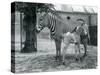 An Endangered Grevy's/Imperial Zebra, Standing with Her 4 Day Old Foal, in their Paddock at London-Frederick William Bond-Stretched Canvas