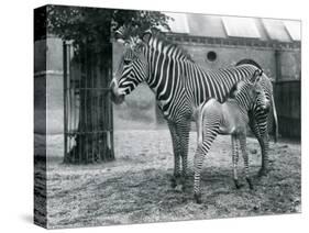 An Endangered Grevy's/Imperial Zebra, Standing with Her 4 Day Old Foal, in their Paddock at London-Frederick William Bond-Stretched Canvas