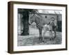 An Endangered Grevy's/Imperial Zebra, Standing with Her 4 Day Old Foal, in their Paddock at London-Frederick William Bond-Framed Giclee Print