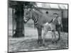 An Endangered Grevy's/Imperial Zebra, Standing with Her 4 Day Old Foal, in their Paddock at London-Frederick William Bond-Mounted Giclee Print