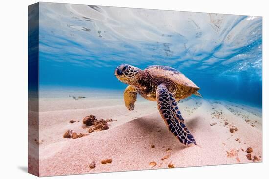 An Endangered Hawaiian Green Sea Turtle Cruises in the Warm Waters of the Pacific Ocean in Hawaii.-Shane Myers Photography-Stretched Canvas