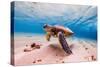 An Endangered Hawaiian Green Sea Turtle Cruises in the Warm Waters of the Pacific Ocean in Hawaii.-Shane Myers Photography-Stretched Canvas