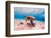 An Endangered Hawaiian Green Sea Turtle Cruises in the Warm Waters of the Pacific Ocean in Hawaii.-Shane Myers Photography-Framed Photographic Print