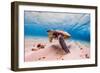 An Endangered Hawaiian Green Sea Turtle Cruises in the Warm Waters of the Pacific Ocean in Hawaii.-Shane Myers Photography-Framed Photographic Print