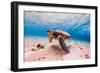 An Endangered Hawaiian Green Sea Turtle Cruises in the Warm Waters of the Pacific Ocean in Hawaii.-Shane Myers Photography-Framed Photographic Print