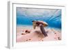 An Endangered Hawaiian Green Sea Turtle Cruises in the Warm Waters of the Pacific Ocean in Hawaii.-Shane Myers Photography-Framed Photographic Print