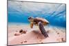 An Endangered Hawaiian Green Sea Turtle Cruises in the Warm Waters of the Pacific Ocean in Hawaii.-Shane Myers Photography-Mounted Photographic Print
