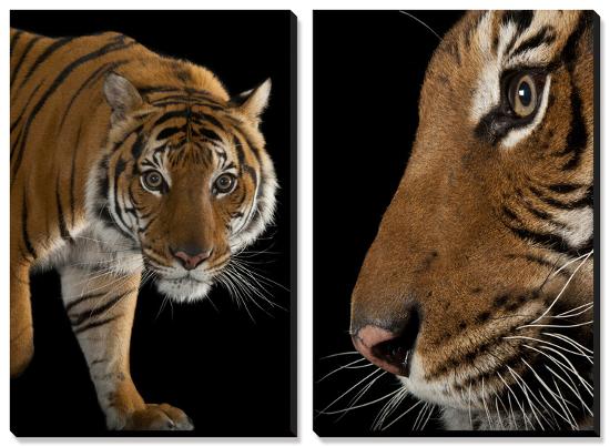 An Endangered Malayan Tiger (Panthera Tigris Jacksoni)-Joel Sartore-Stretched Canvas