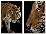 An Endangered Malayan Tiger (Panthera Tigris Jacksoni)-Joel Sartore-Stretched Canvas