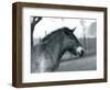 An Endangered Przewalski's Wild Horse Standing in its Paddock at London Zoo, October 1927 (B/W Phot-Frederick William Bond-Framed Giclee Print