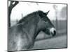 An Endangered Przewalski's Wild Horse Standing in its Paddock at London Zoo, October 1927 (B/W Phot-Frederick William Bond-Mounted Giclee Print