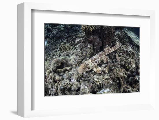 An Endemic Epaulette Shark Swims across the Seafloor of Raja Ampat-Stocktrek Images-Framed Photographic Print