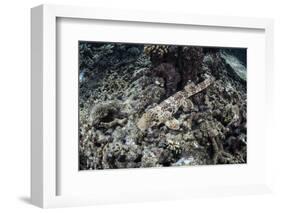 An Endemic Epaulette Shark Swims across the Seafloor of Raja Ampat-Stocktrek Images-Framed Photographic Print