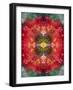 An Energetic Symmetric Onament from Flower Photographs-Alaya Gadeh-Framed Photographic Print