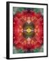 An Energetic Symmetric Onament from Flower Photographs-Alaya Gadeh-Framed Photographic Print