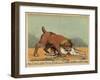 An English Bull Dog and a Corsican Blood Hound, C.1803-null-Framed Giclee Print