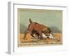 An English Bull Dog and a Corsican Blood Hound, C.1803-null-Framed Giclee Print