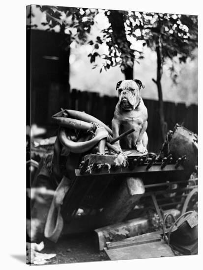 An English Bulldog Perches on a Junk Pile, Ca. 1930-null-Stretched Canvas