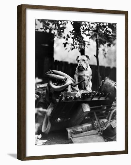 An English Bulldog Perches on a Junk Pile, Ca. 1930-null-Framed Photographic Print