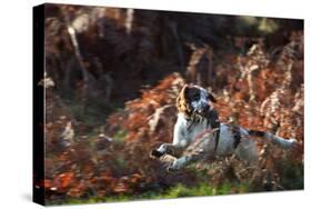 An English Springer Spaniel Runs Through the Winter Bracken with a Bird in its Mouth-Alex Saberi-Stretched Canvas