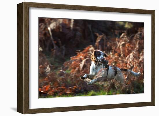 An English Springer Spaniel Runs Through the Winter Bracken with a Bird in its Mouth-Alex Saberi-Framed Photographic Print