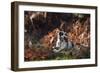 An English Springer Spaniel Runs Through the Winter Bracken with a Bird in its Mouth-Alex Saberi-Framed Photographic Print