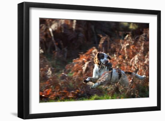 An English Springer Spaniel Runs Through the Winter Bracken with a Bird in its Mouth-Alex Saberi-Framed Photographic Print