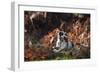 An English Springer Spaniel Runs Through the Winter Bracken with a Bird in its Mouth-Alex Saberi-Framed Photographic Print