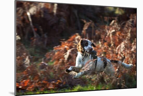 An English Springer Spaniel Runs Through the Winter Bracken with a Bird in its Mouth-Alex Saberi-Mounted Photographic Print