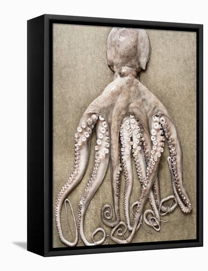 An Entire Octopus-Sarka Babicka-Framed Stretched Canvas