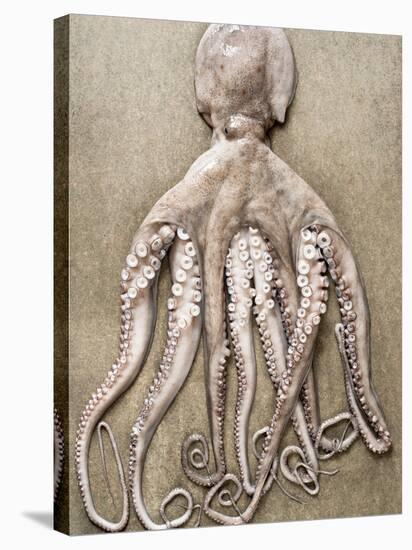 An Entire Octopus-Sarka Babicka-Stretched Canvas