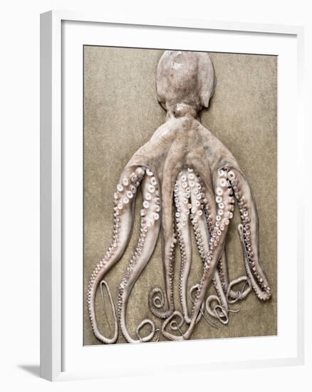 An Entire Octopus-Sarka Babicka-Framed Photographic Print