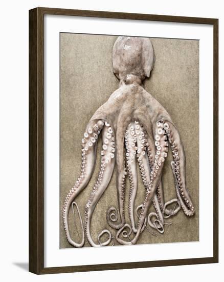 An Entire Octopus-Sarka Babicka-Framed Photographic Print