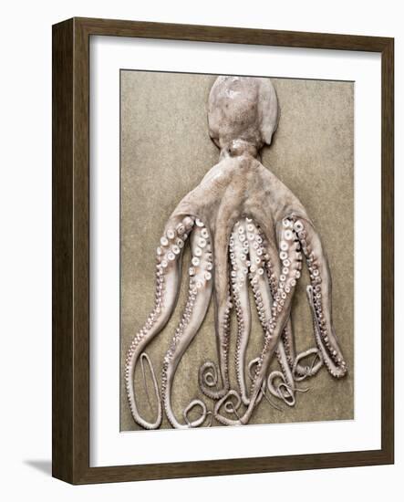 An Entire Octopus-Sarka Babicka-Framed Photographic Print