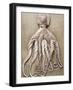 An Entire Octopus-Sarka Babicka-Framed Photographic Print